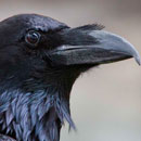 Аватар пользователя BOPOH