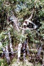 Болезни магия