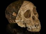 Кому принадлежал череп ребенка Таунга?