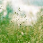 Магия природы