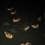 Влияние приворота