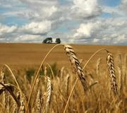 16 августа - Антон Вихровей