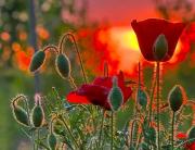 16 июля - Мокий и Демид, Стожары