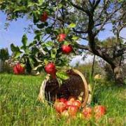 19 августа - Яблочный Спас