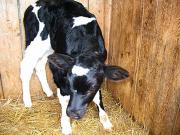 19 февраля - Вукол Телятник, Жуколы