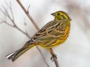 3 марта - Ярило с овсянкой, Овсянки, Хина Мацури