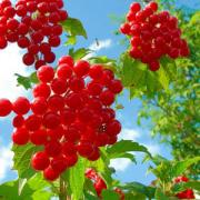 5 августа - Трофим Бессонник