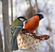 7 февраля - Григорьев день, Григорий-весноуказатель, Праздник Девятнадцатого дня