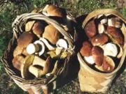 7 сентября - Тит Листопадник