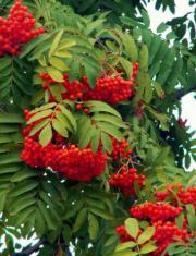 9 сентября - Пименов день