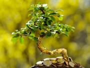 Деревья-талисманы