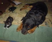 Двое черных