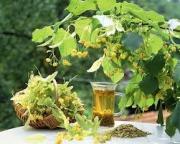 Липовый чай - надежное средство от кашля и простуды