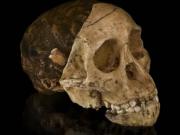 Кому принадлежал череп ребенка Таунга?
