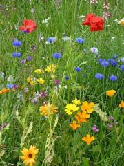 Магия цветов