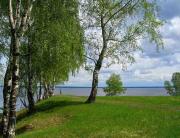 береза в мае