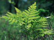 Почему на Купала почитается папоротник?