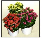 Талисман Тельца 