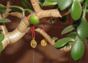 денежное дерево