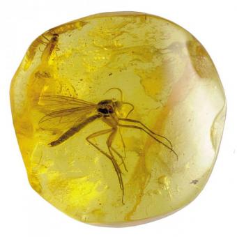 Янтарь с насекомым